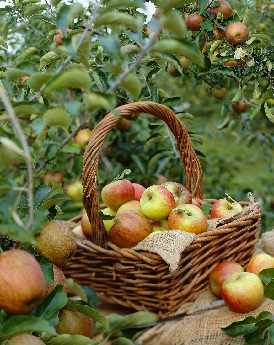 Äpfel der Sorte 'Alkmene' im Garten