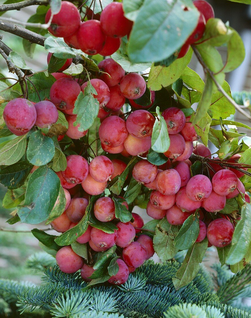 Red apples on the tree