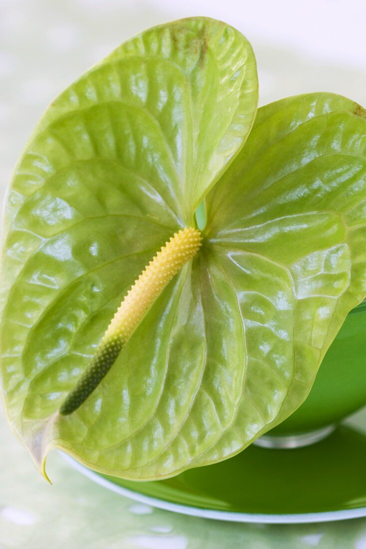Green Anthurium flower (close-up)