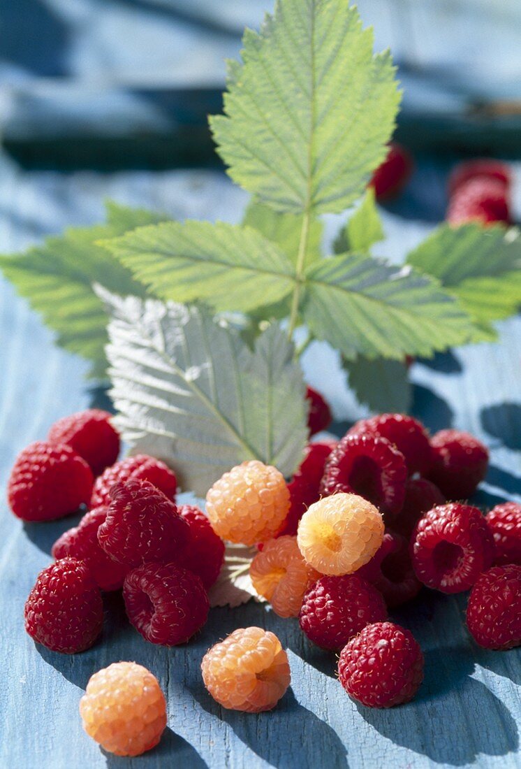 Red and yellow raspberries with leaves