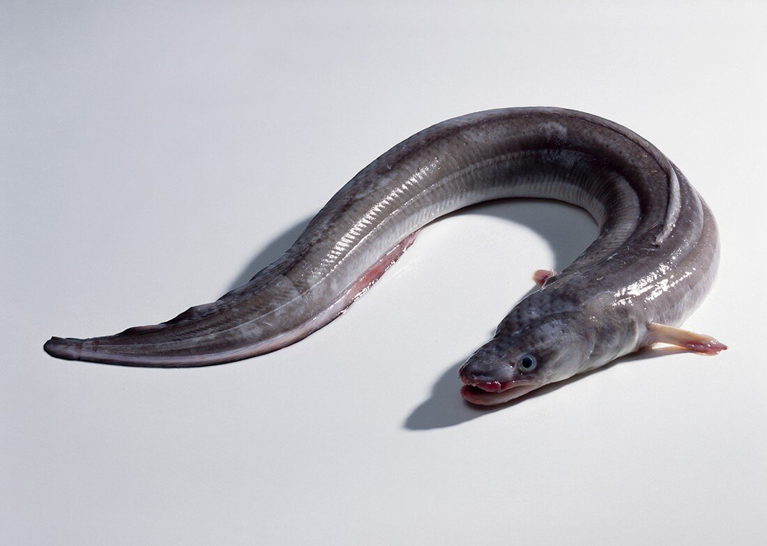 A conger eel (Conger conger)