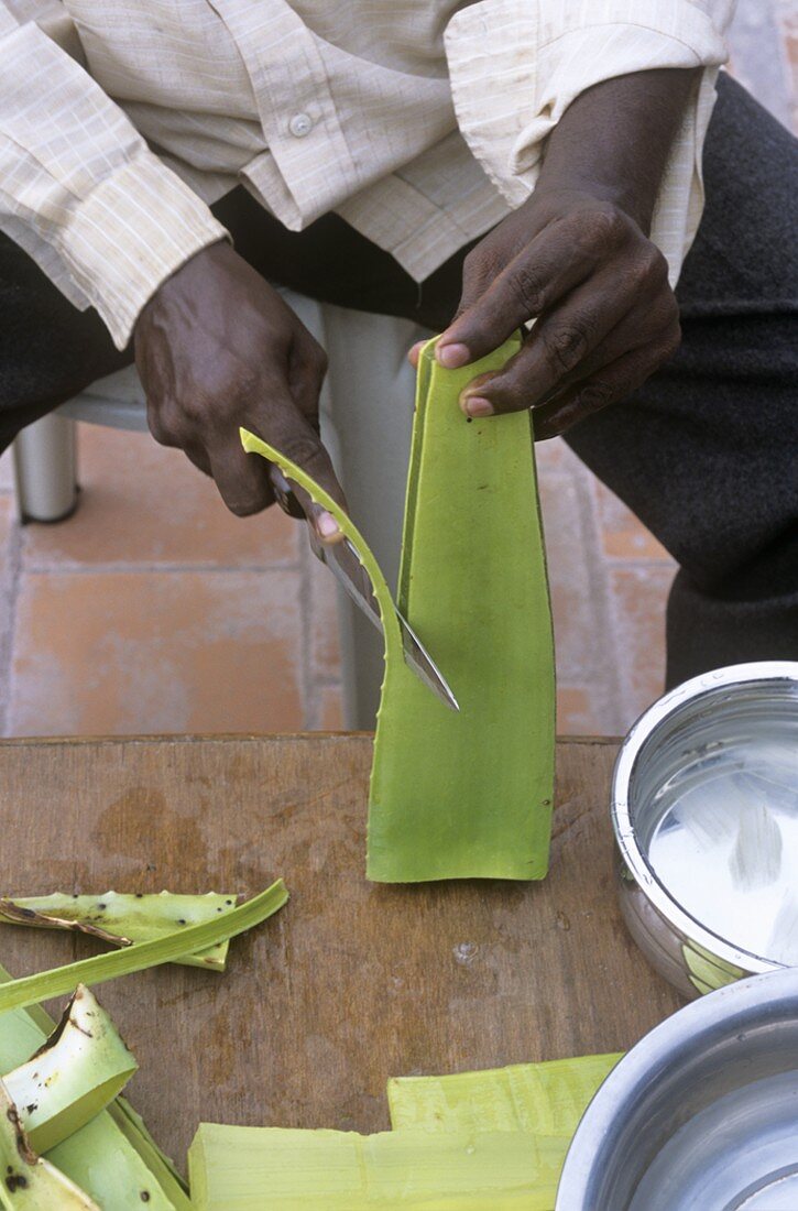 Man cutting open an Aloe vera leaf