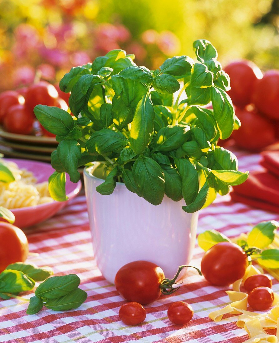 Basil in pot, tomatoes and pasta