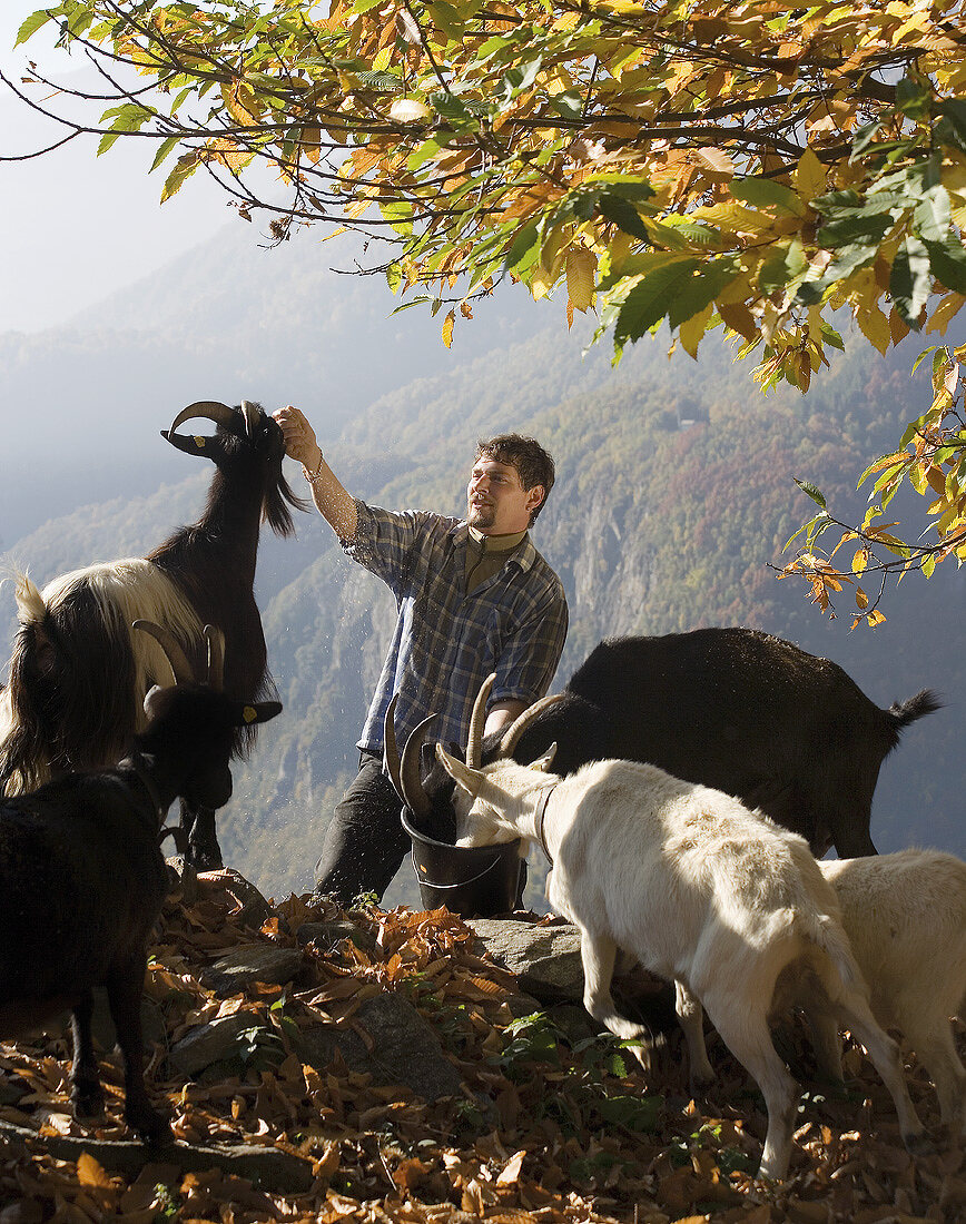 Man feeding goats on Alpine pasture (Maggia Valley, Switzerland)