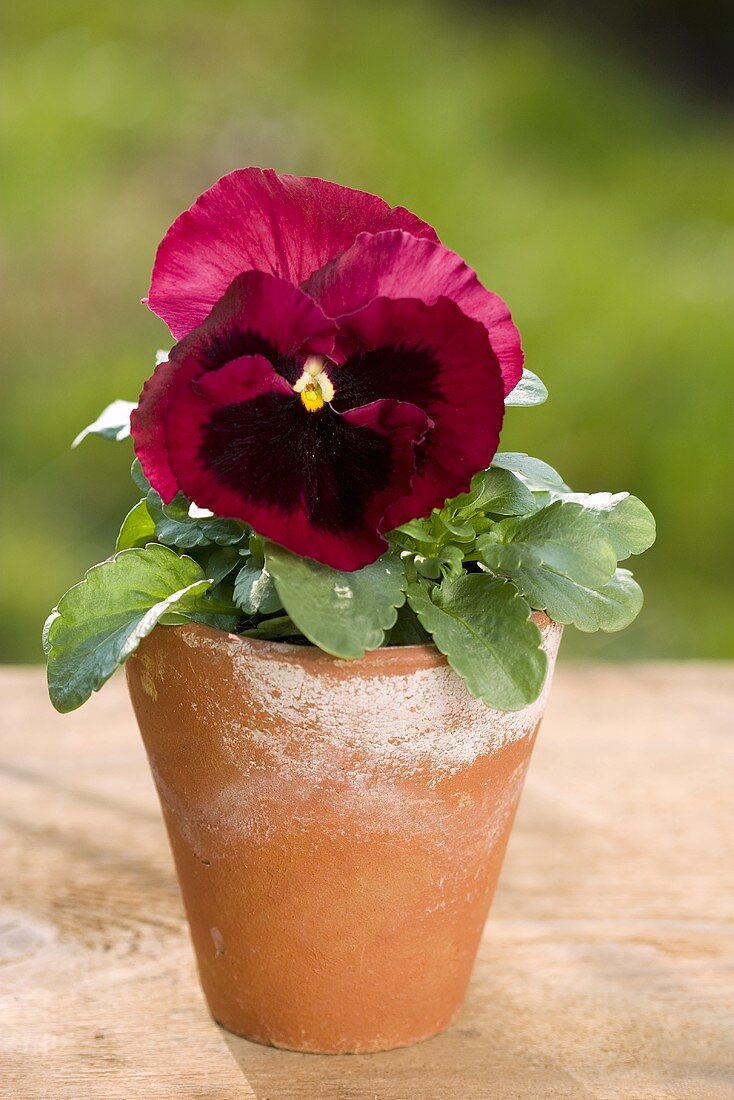 Pansy in a flowerpot