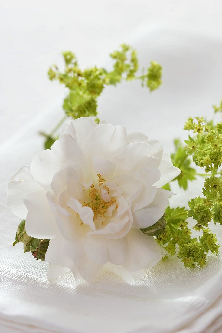 weiße Rosenblüte und Frauenmantel