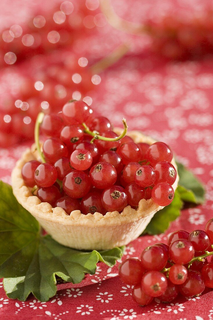 Fresh redcurrants in tart shell