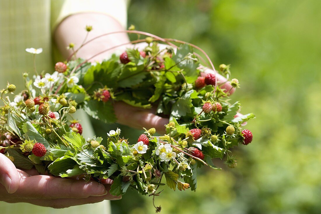 Hands holding a wreath of wild strawberries