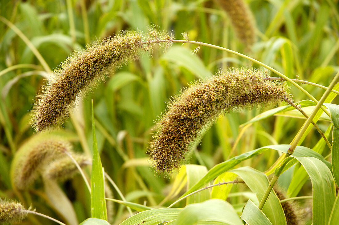 Foxtail millet or Italian millet (Setaria italica)