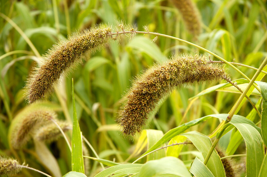 Kolbenhirse, auch Borstenhirse (Setaria italica)