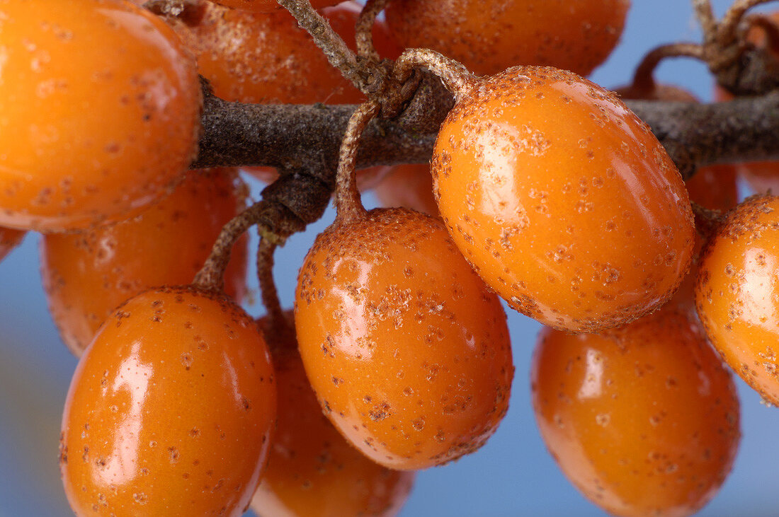 Sea buckthorn berries on the branch (close-up)