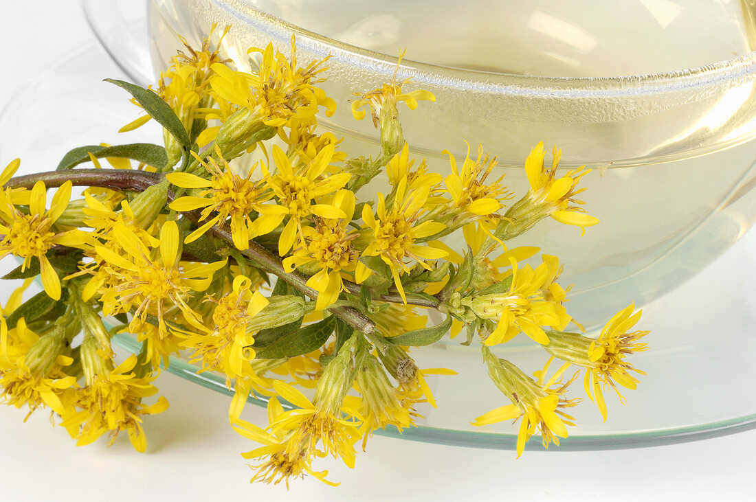Eine Tasse Goldrutentee und firsche Blüten
