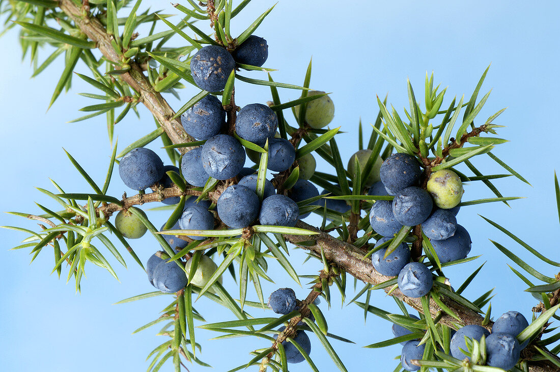 Juniper berries on the branch