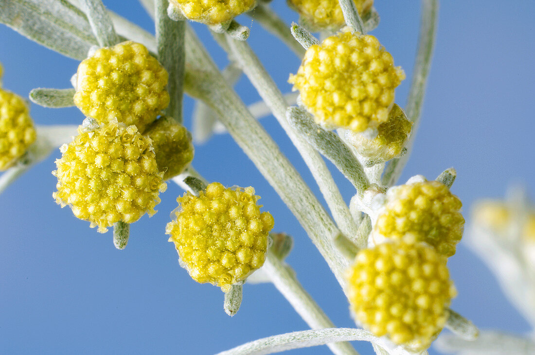 Wermutkraut mit Blüten (Close Up)