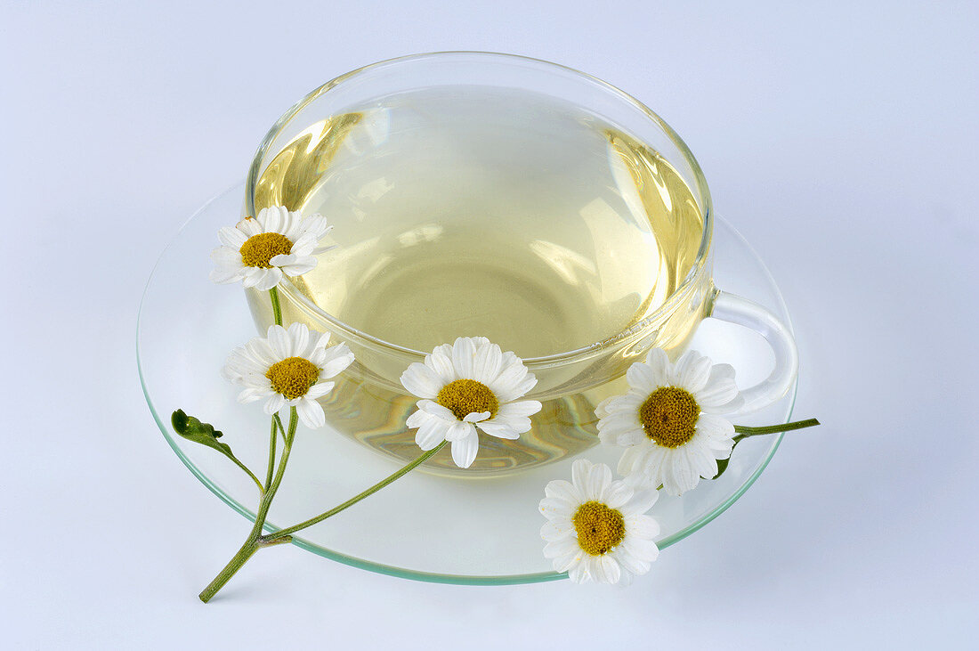 A cup of feverfew tea and fresh flowers