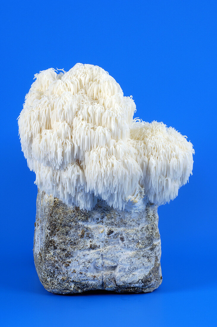 Lion's mane mushroom (Hericium erinaceus)