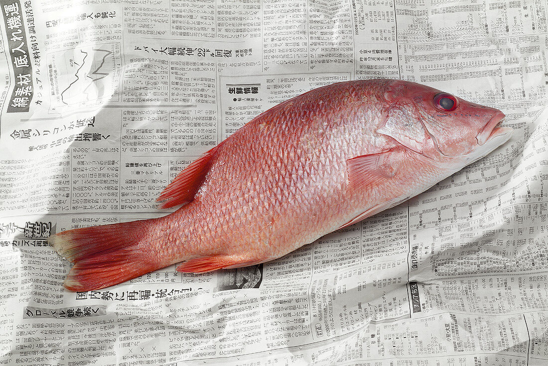 A red snapper on newspaper