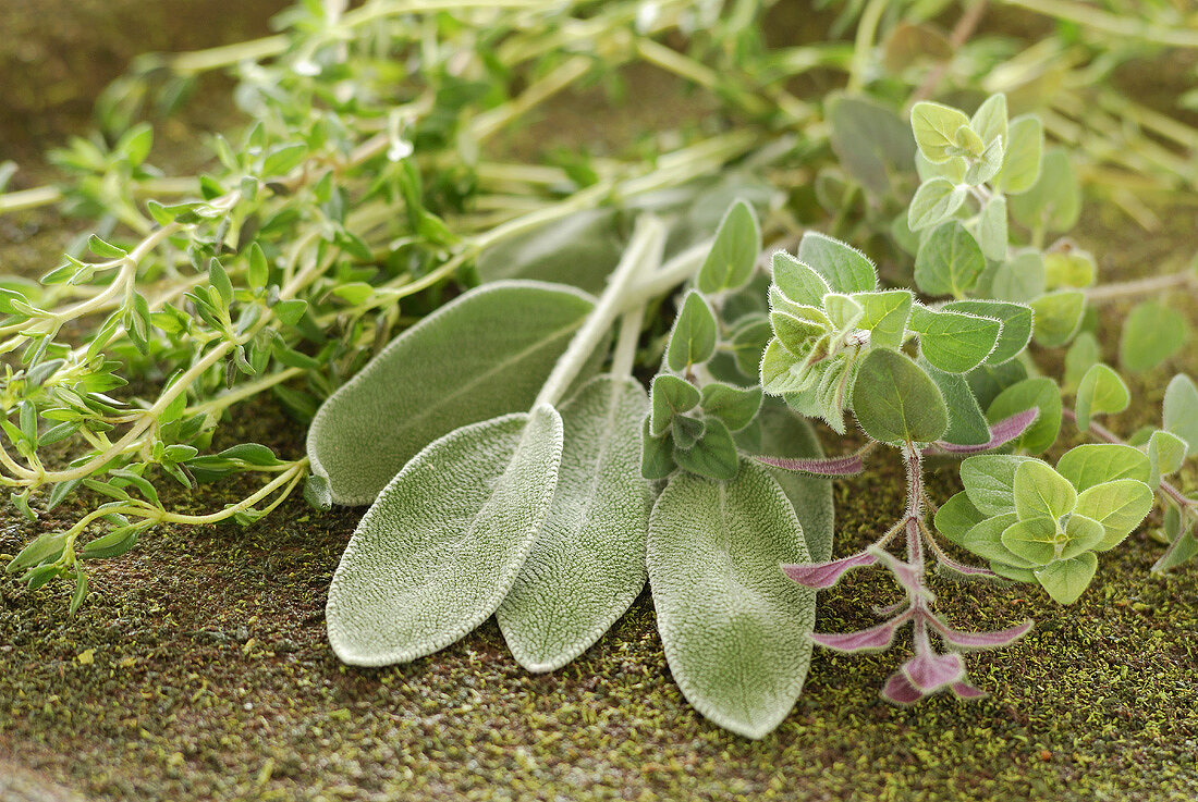 Frische Kräuter (Oregano, Salbei, Thymian)