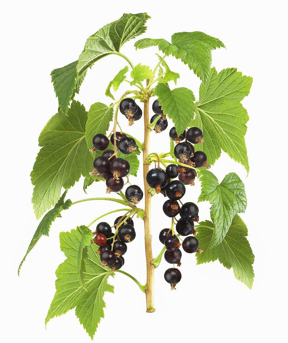 Schwarze Johannisbeeren am Zweig