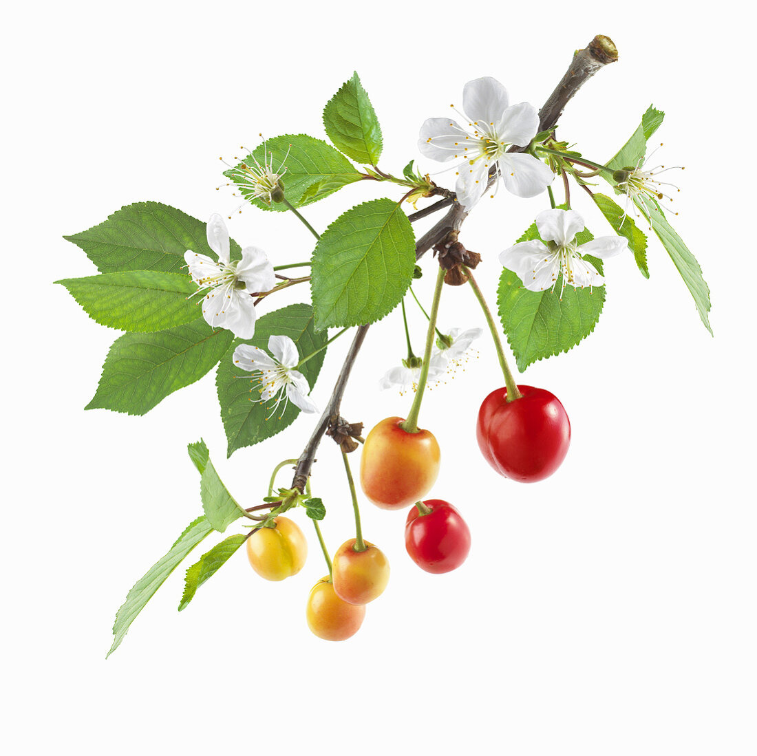 Cherries with blossom on branch