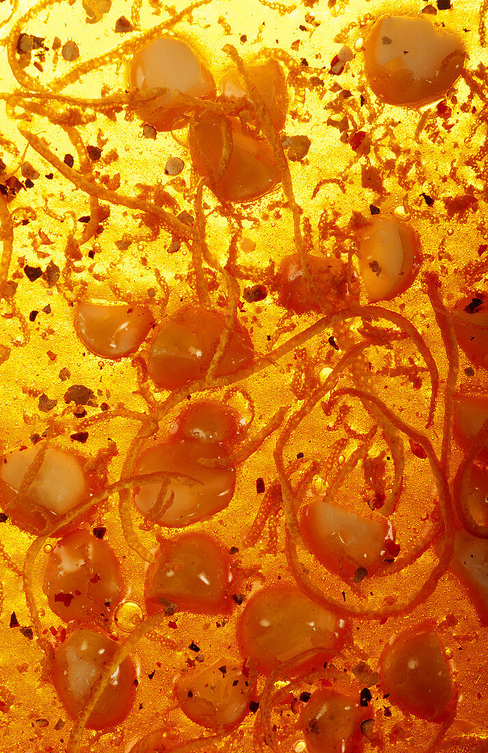 Pfeffer-Orangen-Krokant mit Macadamianüssen im Gegenlicht
