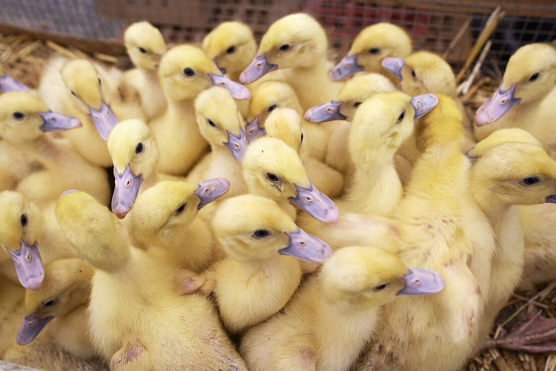 Ducklings on a market stall in Gascony