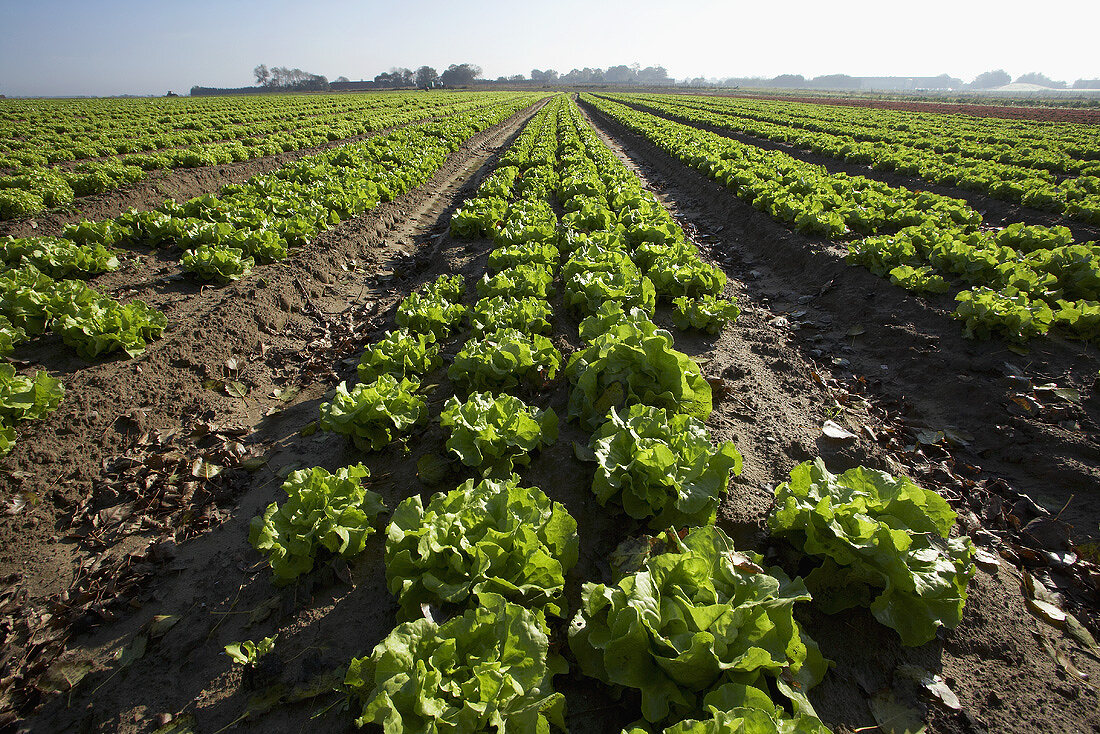 Salatfeld in der Normandie