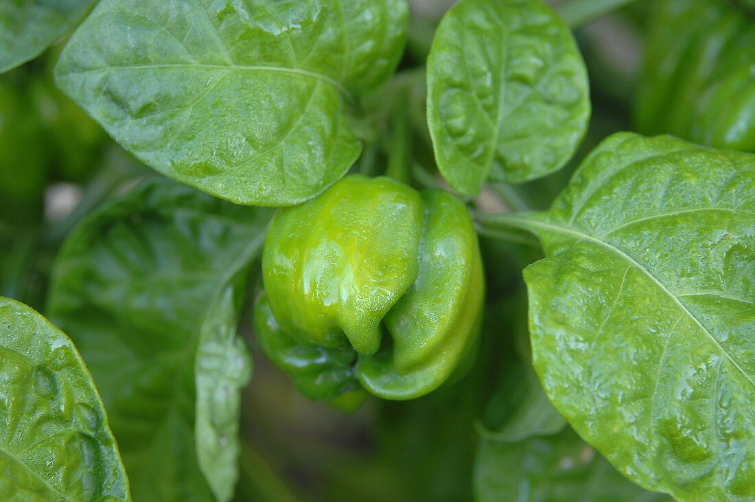 Green pepper on the plant