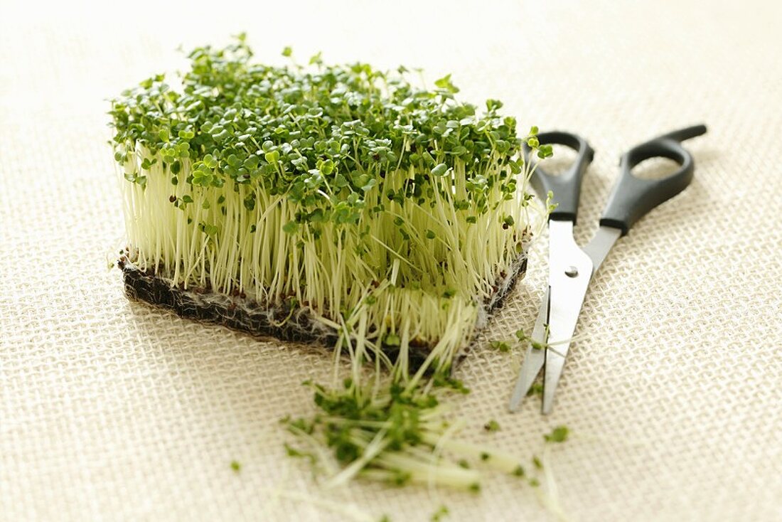Broccoli sprouts and a pair of scissors