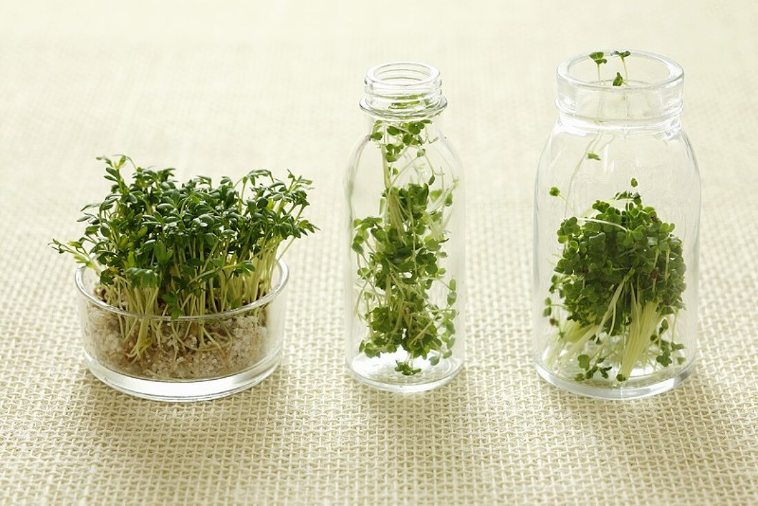 Cress, broccoli sprouts and rocket sprouts