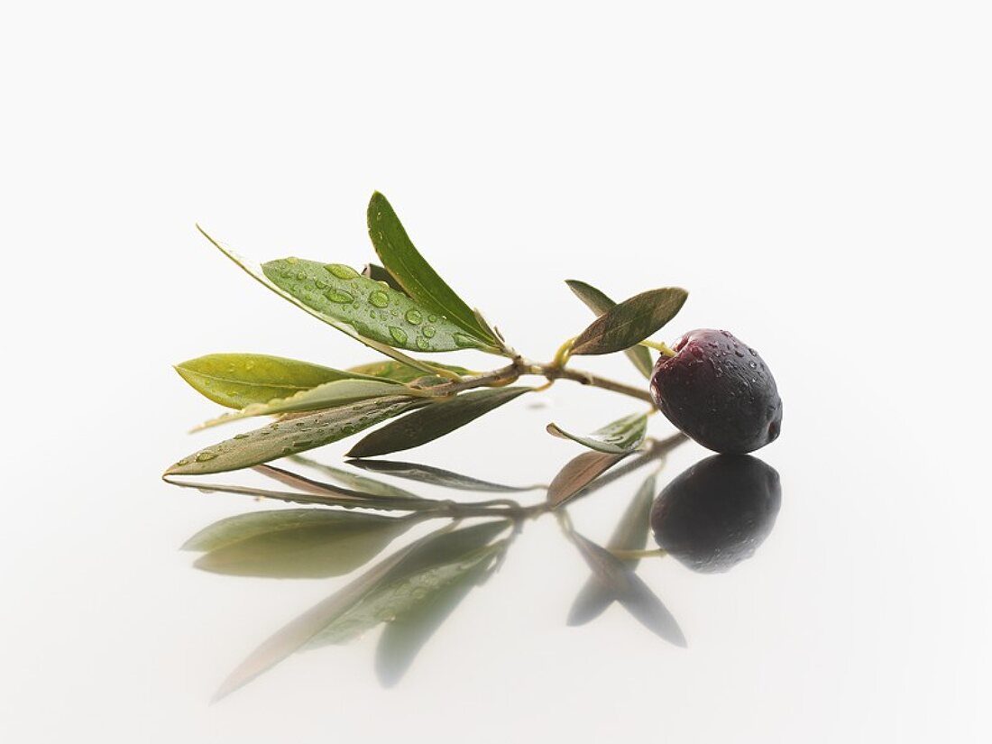 Schwarze Olive und Olivenblätter mit Wassertropfen