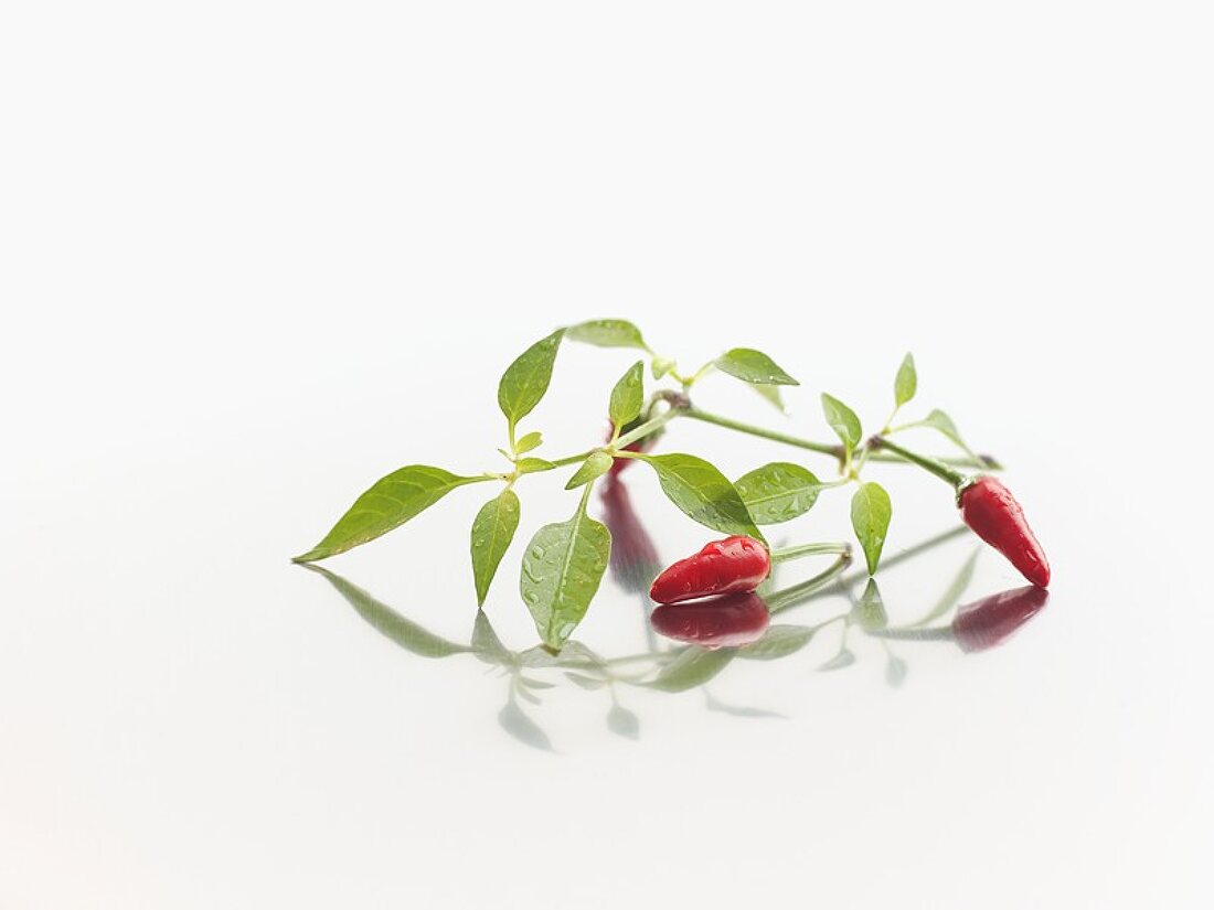 Red chillies on plant stem