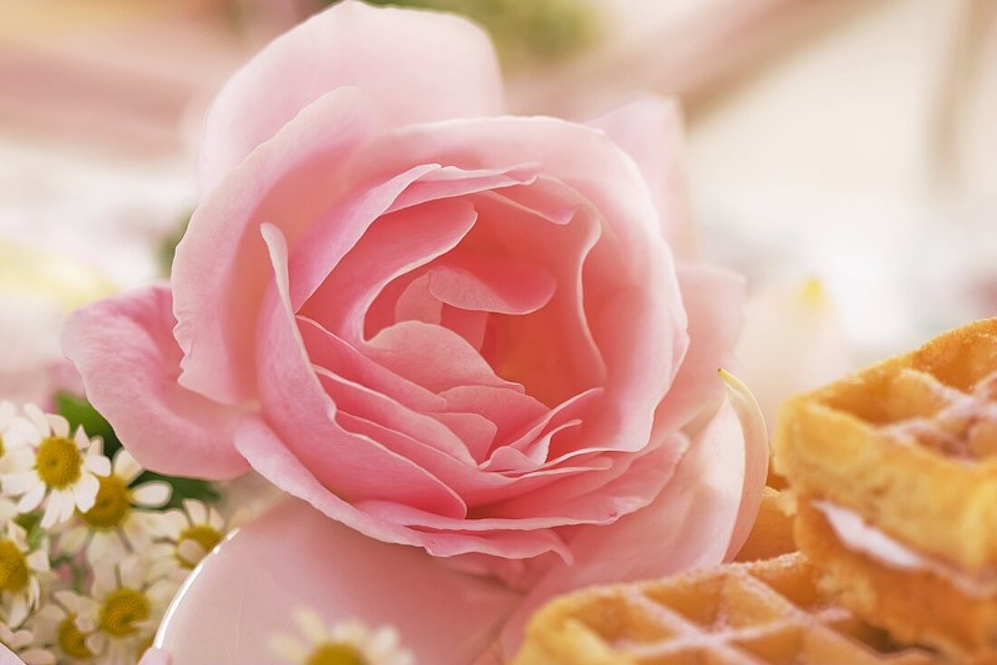 Pink rose beside waffles with rose cream