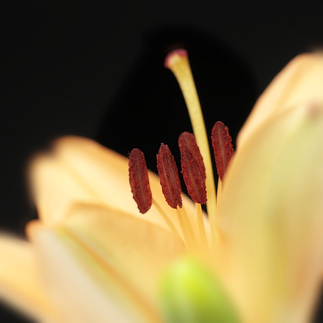 A lily (close-up)