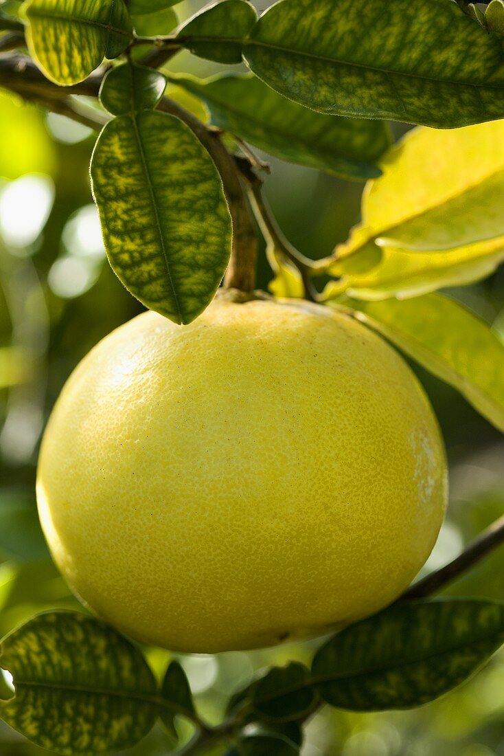 A grapefruit on the tree