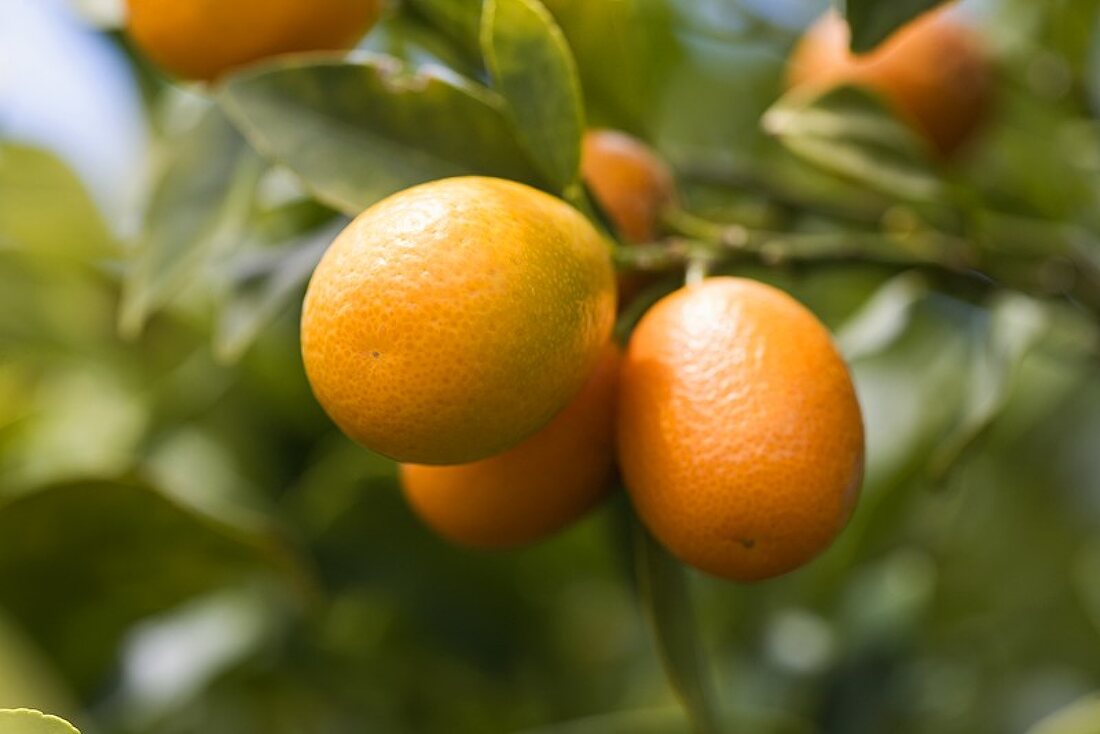 Kumquats am Zweig