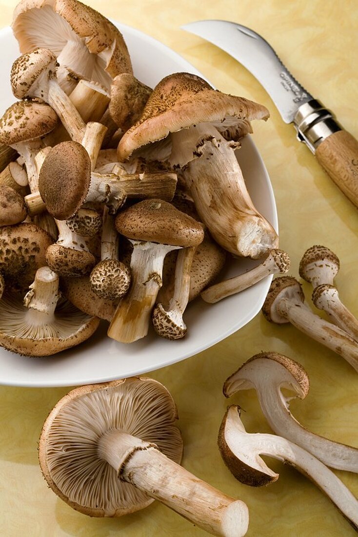Hallimasch-Pilze (Armillaria mellea) mit Pilzmesser