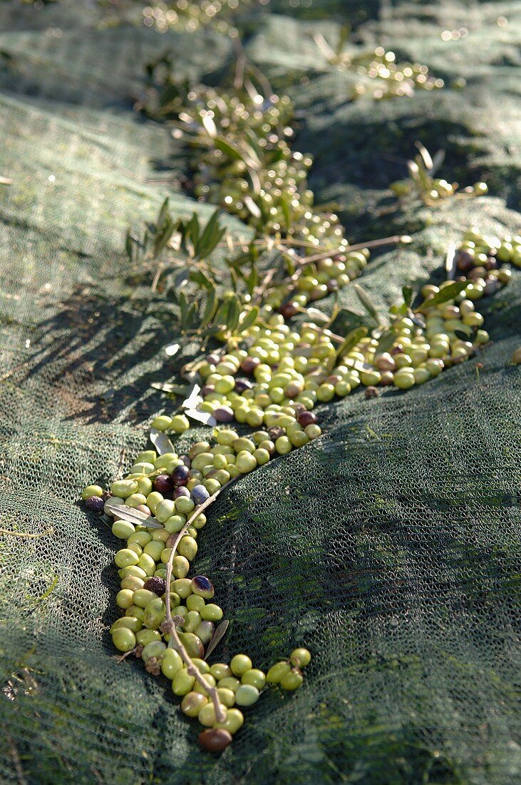 Olive harvest: green olives in olive net