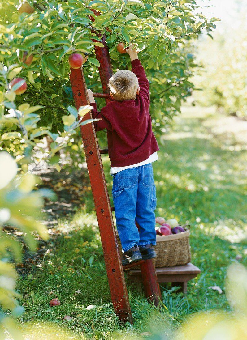 Boy picking apples from a tree
