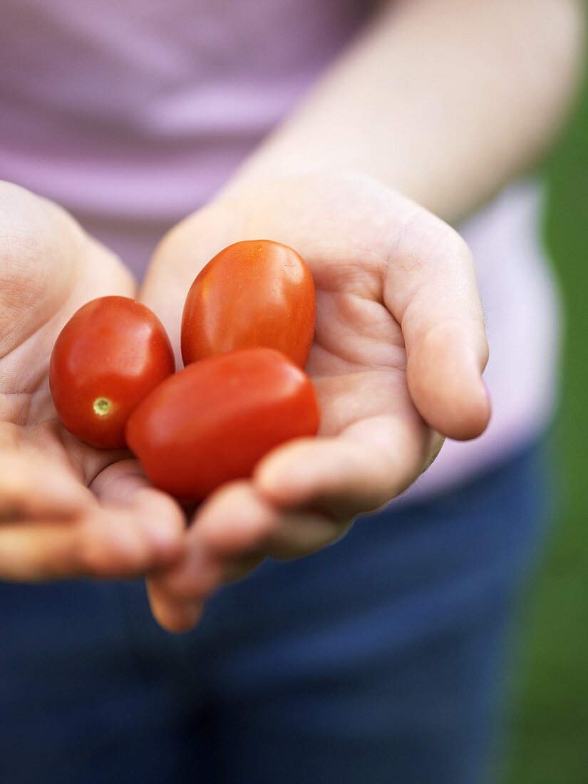 Hände halten Tomaten