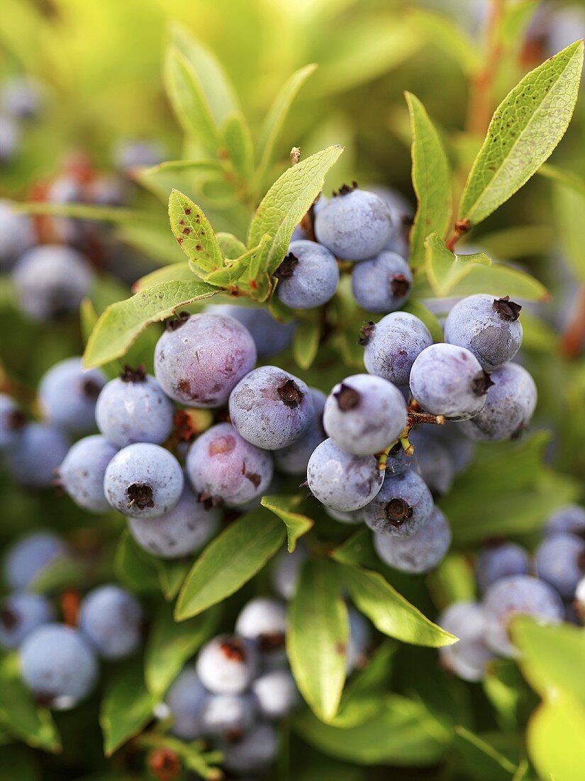 Blueberries on the bush (close-up)