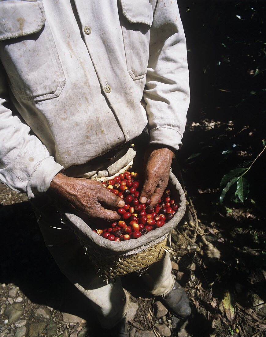 Arbeiter bei der Kaffeeernte (Xico, Veracruz, Mexiko)
