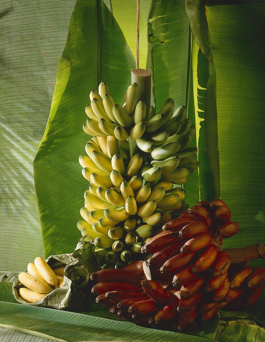 Still life with bunches of bananas and banana leaves