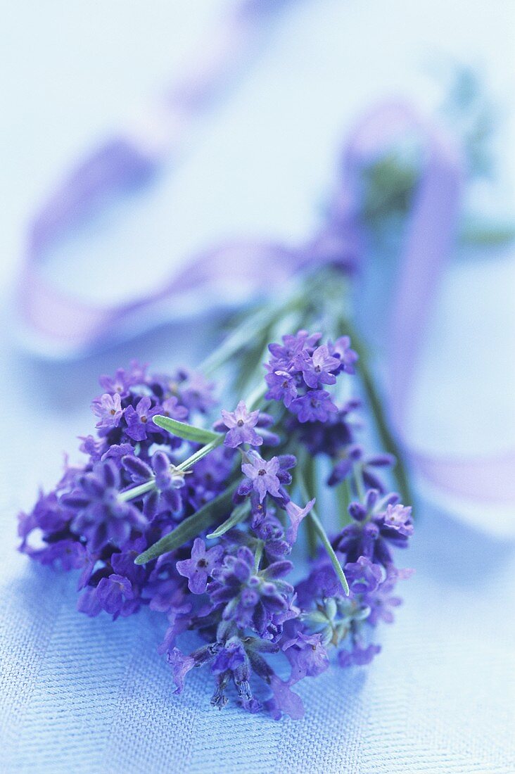 Small bunch of lavender
