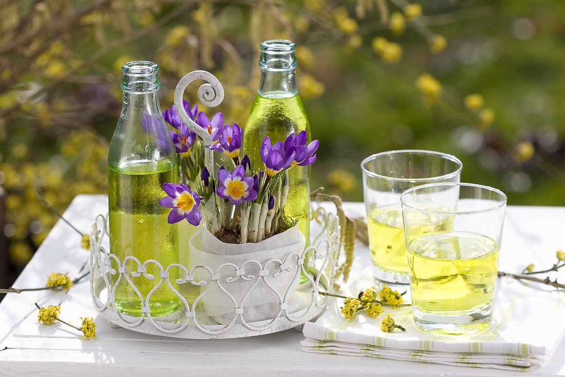 Woodruff lemonade and crocuses