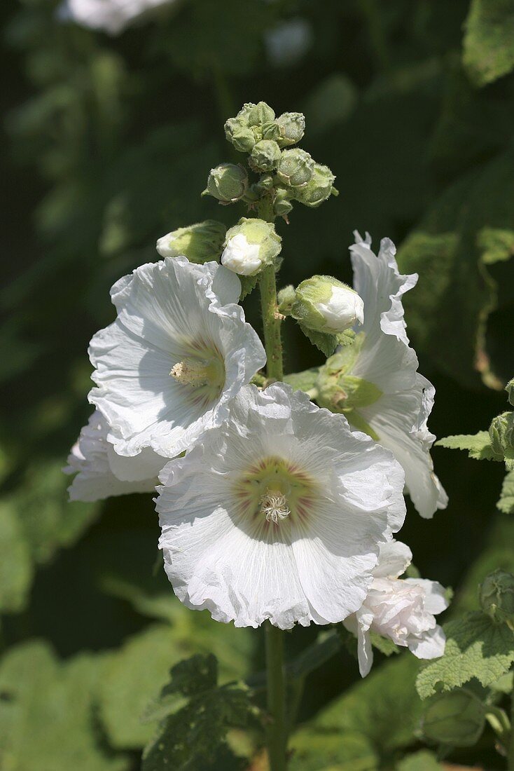 White hollyhock