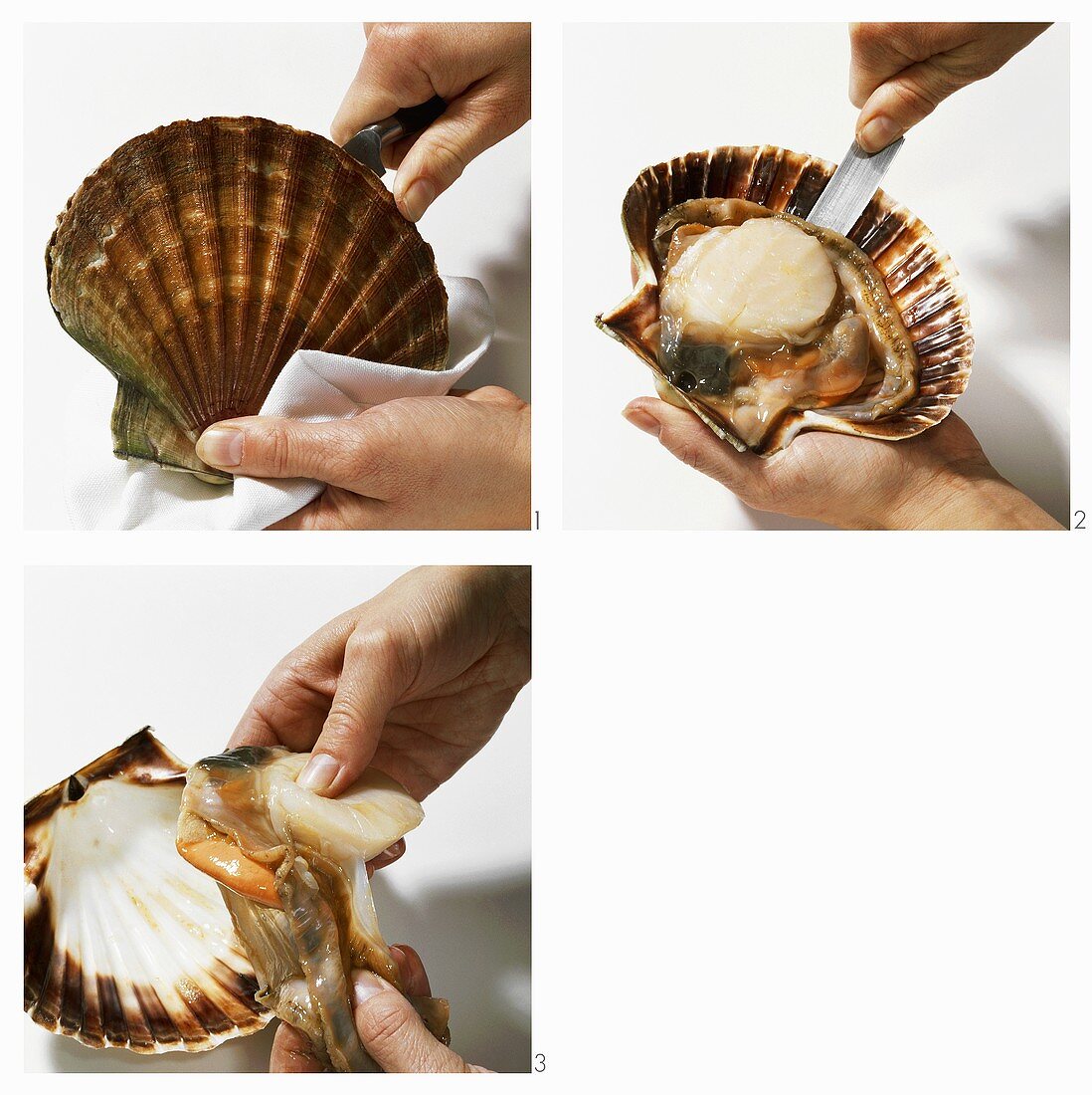 Shucking and preparing a scallop