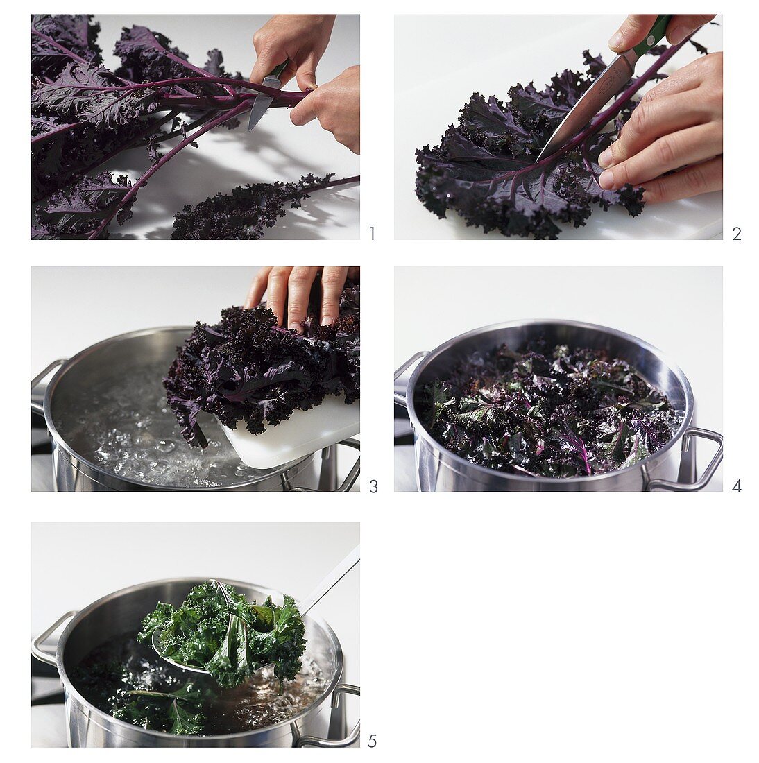 Preparing and blanching kale (variety: Redbor)