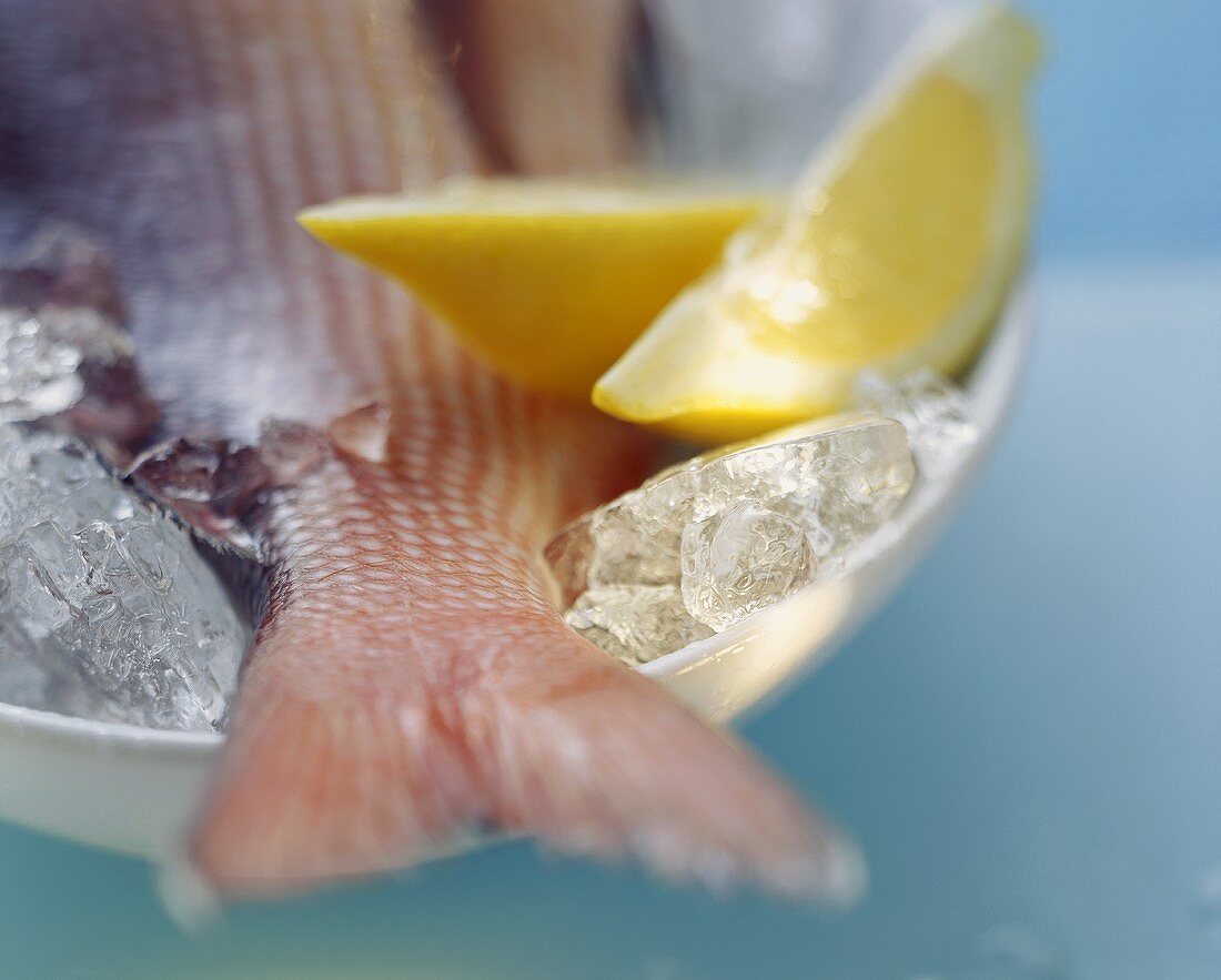Red snapper with lemon wedges on ice