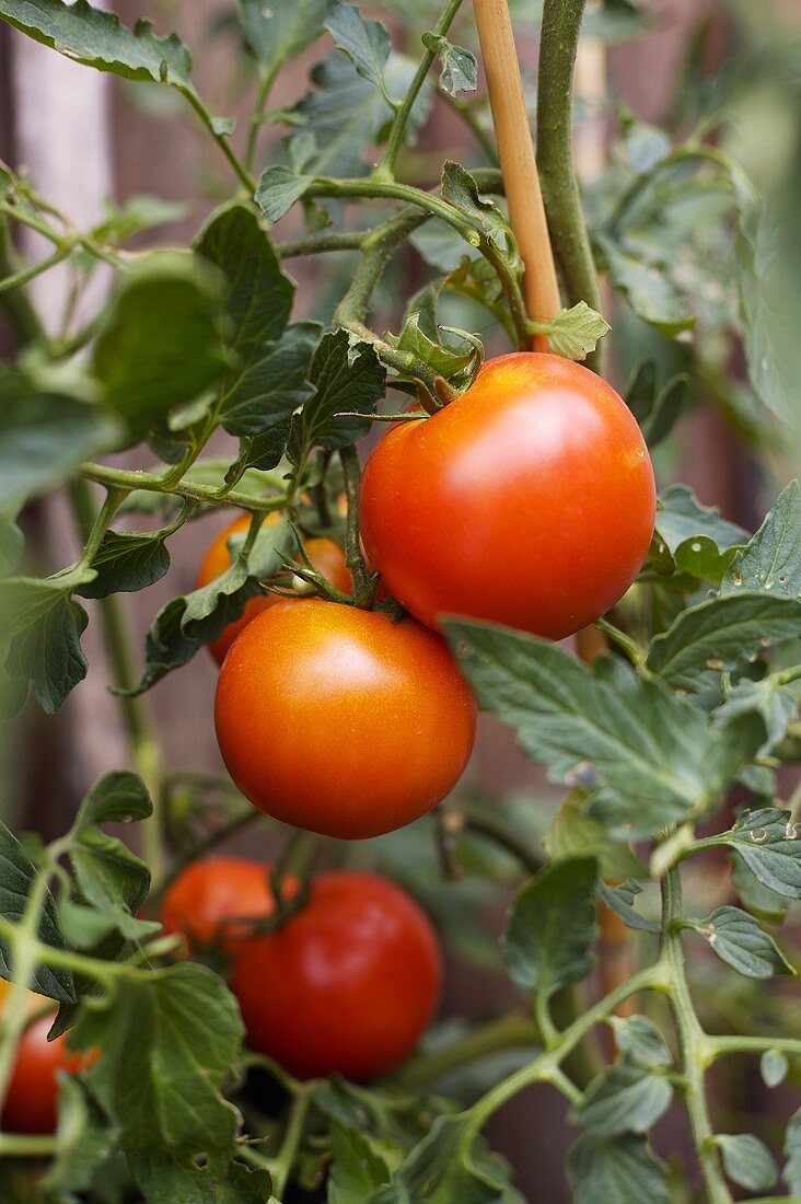 Rote Tomaten an der Pflanze